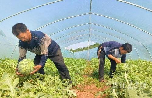 广西东兴市吃瓜事件视频,一场引发热议的网络视频风波