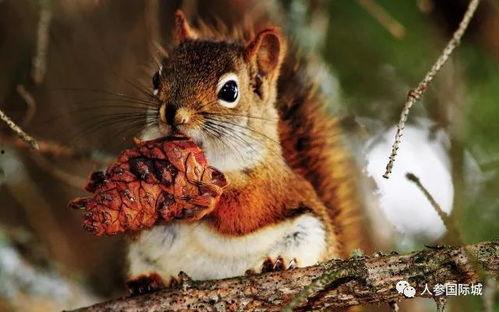 吃瓜哥三只松鼠视频,揭秘网红零食背后的故事