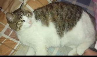 吃瓜群众的猫视频,猫视频里的欢乐瞬间