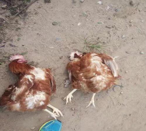 鸡吃角瓜拉稀怎么办视频,紧急应对与预防措施