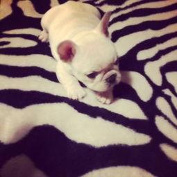 zeus视频吃瓜,揭秘娱乐圈的“吃瓜”盛宴