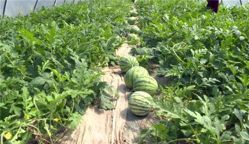 枣庄吃瓜最新事件视频,揭秘背后真相与争议焦点