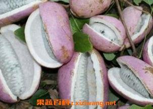 老外吃八月瓜视频,品尝神秘热带水果的奇妙之旅