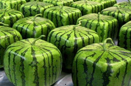 吃瓜视频都在哪里