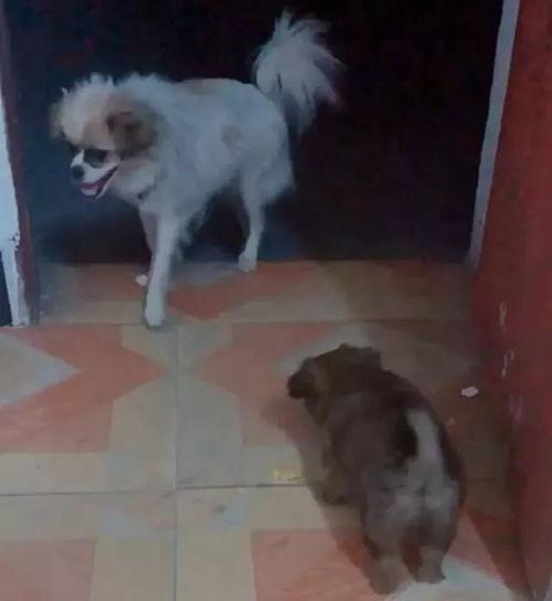 流浪狗吃瓜小狗视频大全